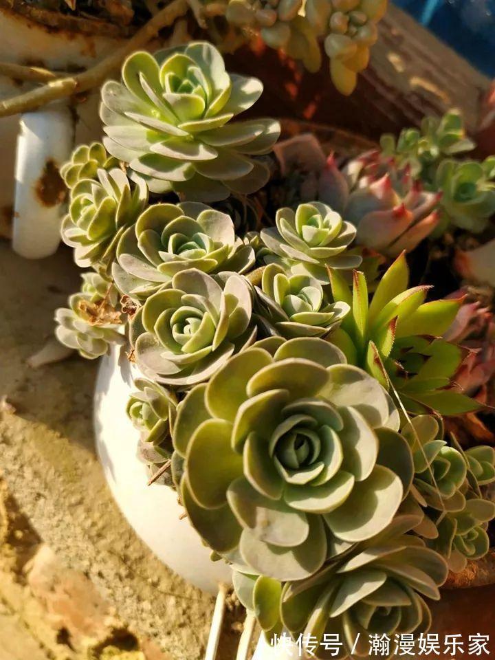 老少皆宜|农村爷爷养多肉,破缸、破鞋里都塞满,照样养的肥嘟嘟!