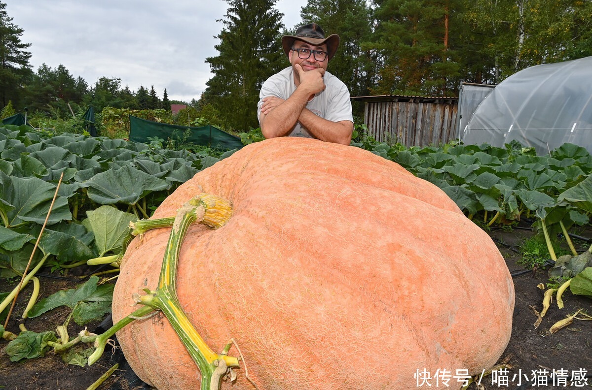 藤蔓|720公斤!德国男子种出巨型南瓜,手臂一样粗的藤蔓