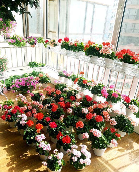 漂亮|4种漂亮花“忒难养”,养花功底薄,年年养不活,买了就后悔