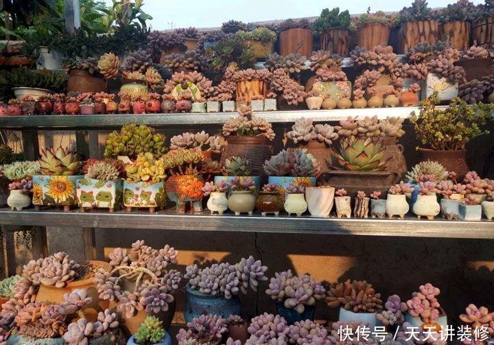 爸妈不在家,我在院子里疯狂种多肉,倍儿爽