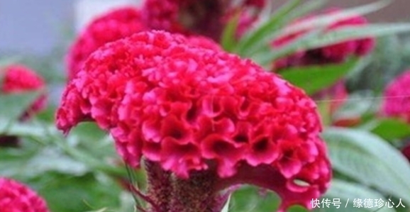 4种旺运花,吉祥添富贵,漂亮花期长,开花一簇簇,开成百花园!