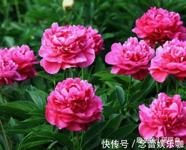 此花雍容华贵天生丽质，具色、香、韵之美，自古以来就是爱情之花