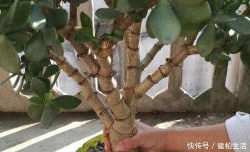 枝叶|这2种树,是养“高价老桩”的首选,木质化强,5个月就能养成功