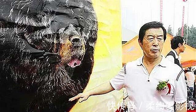 藏獒|马俊仁退出体坛念狗经,将藏獒包装成4000万身价:我这是为国争光