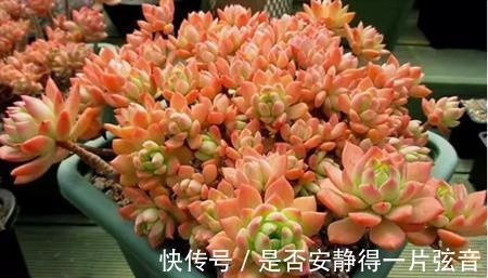 墩子|多肉马库斯真皮实，夏天不休眠，好养好看长成群生肉墩子