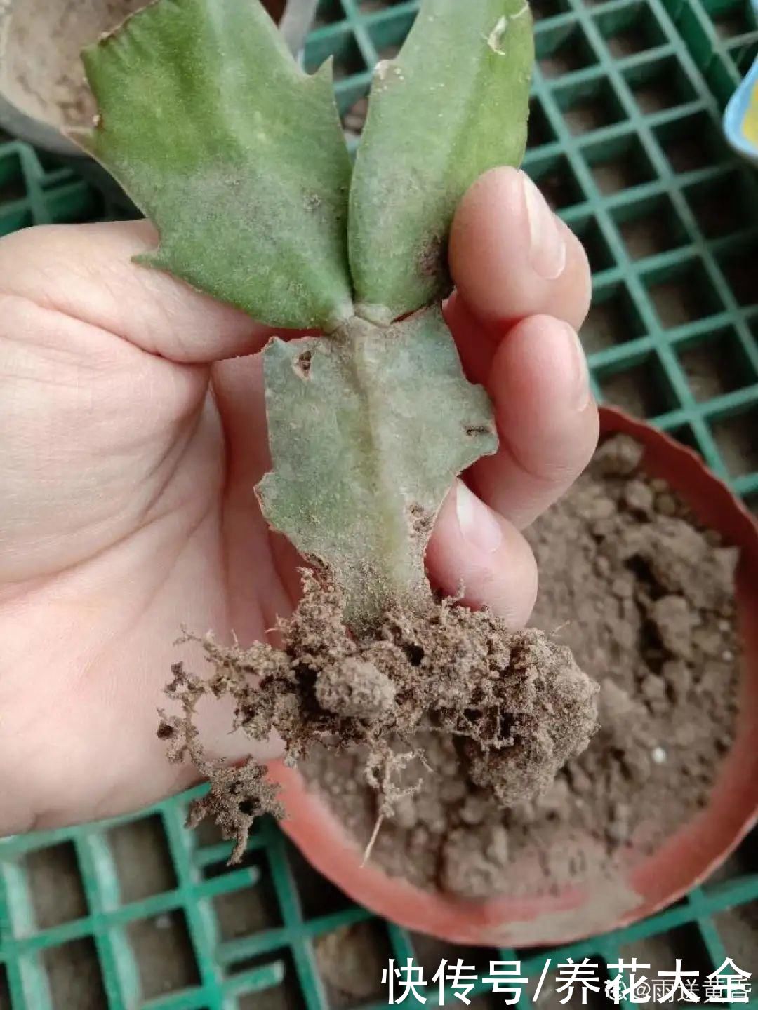 天热了，8种花要休眠，要少浇水