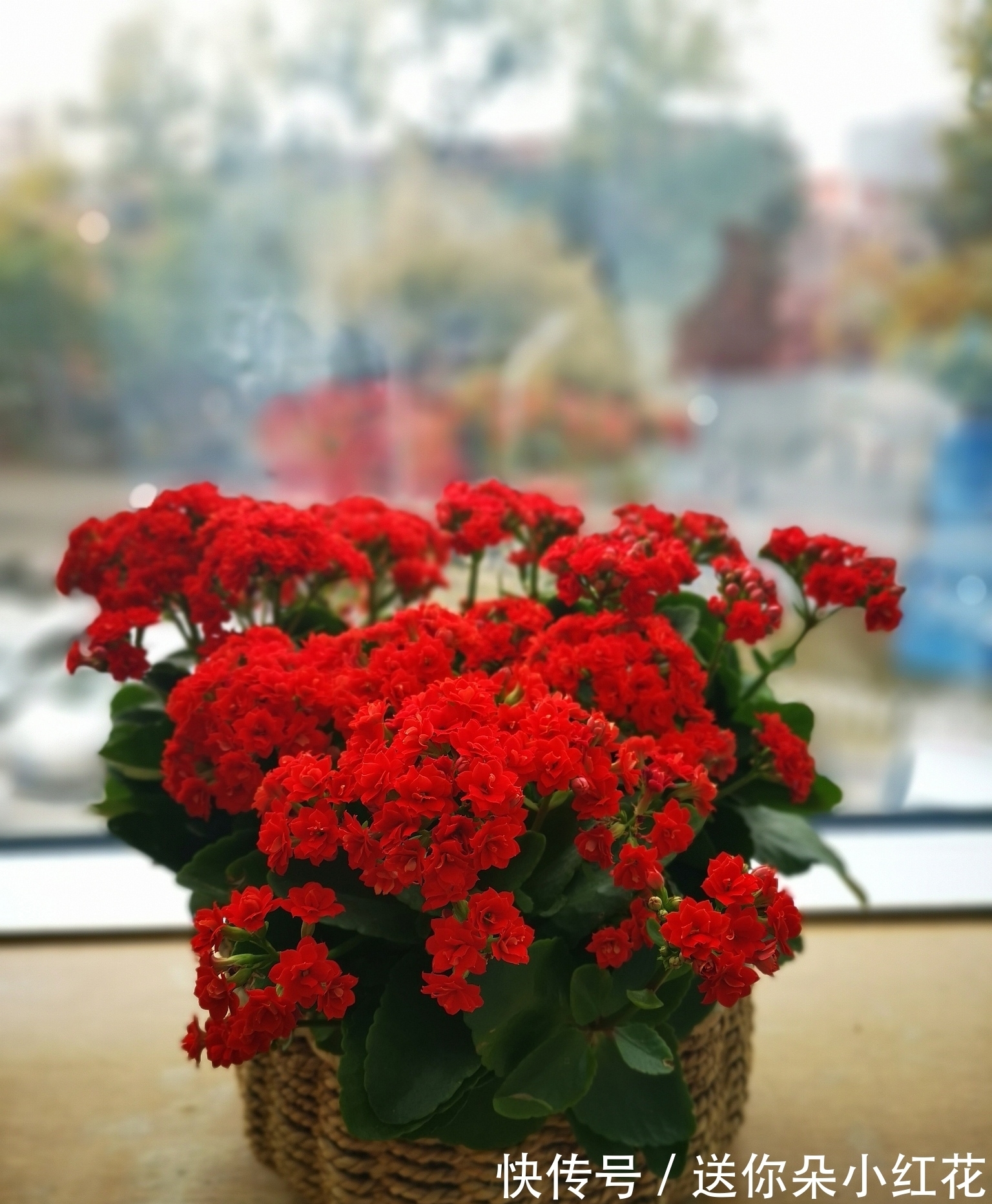 花草在精不在多！秋冬备齐这“3种”，每天都能有花欣赏