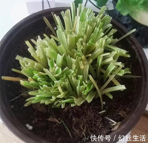 徒长|6种常见“花卉”，养在家里要“舍得剪”，越剪越“旺盛”