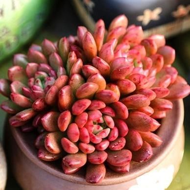 养了300天的红宝石，一盆全是红艳叶子，花盆都装不下