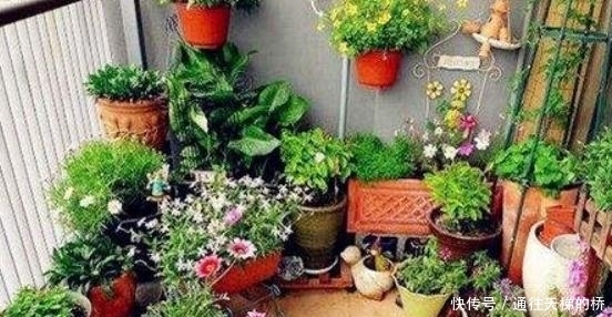 路边的3种“石头”,捡1点丢盆里,土壤变松软,养啥都“爆盆”!