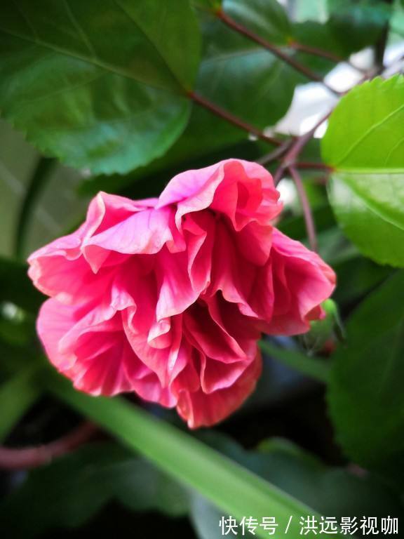 施肥|牡丹在秋天什么时候种移栽对了容易开花，开花爆盆不困难！