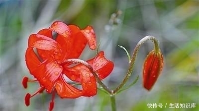 萨日朗：草原上的什么花？