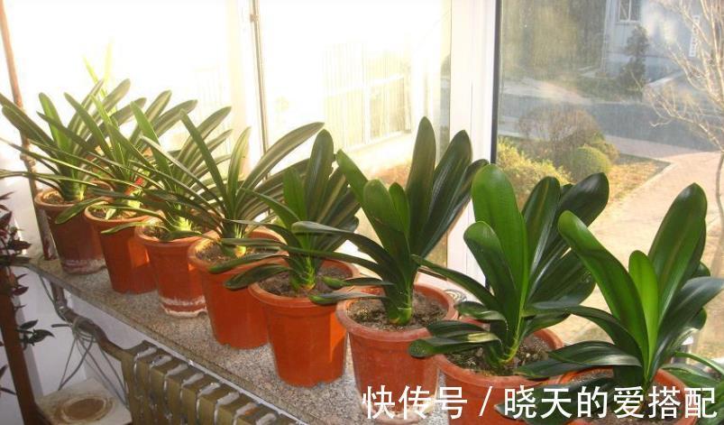 秋凉|8月前后,盆栽君子兰切记这些,不然秋凉植株难开花