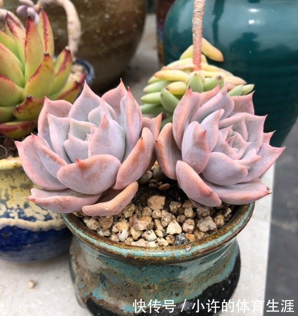 没有露台,不要养景天多肉,指定养不好,要么徒长要么化水