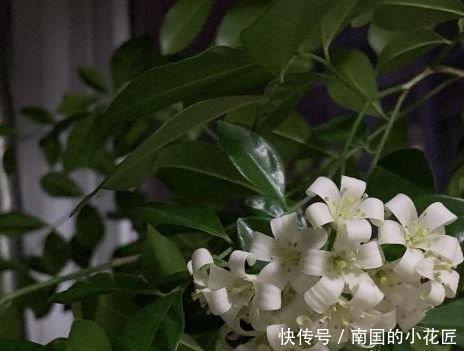 阳台上|新手养九里香，这样养，白花开满盆，不仅叶子漂亮，花香味传千里