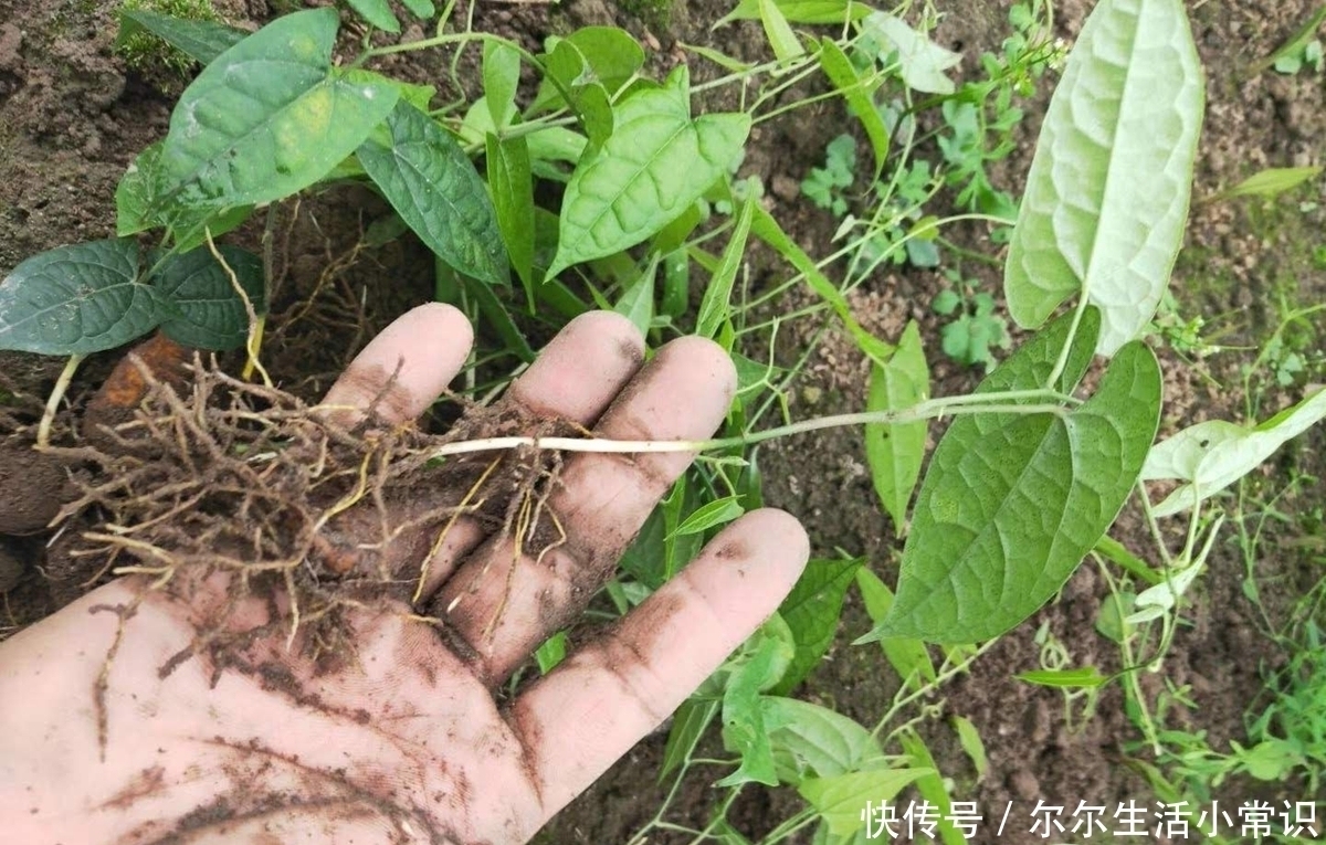 金果榄|大山里的宝贝，种子像珍珠，根部是个宝，治疗咳嗽有奇效，了解下