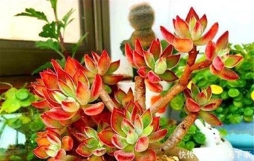 姬胧月|推荐6款多肉植物,小苗很普通,养成老桩后,惊艳了时光!