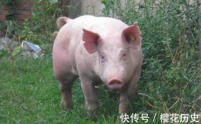 灰灰菜|农村1类野菜,猪吃人也吃,养肝明目,肝癌、肝硬化找不上门