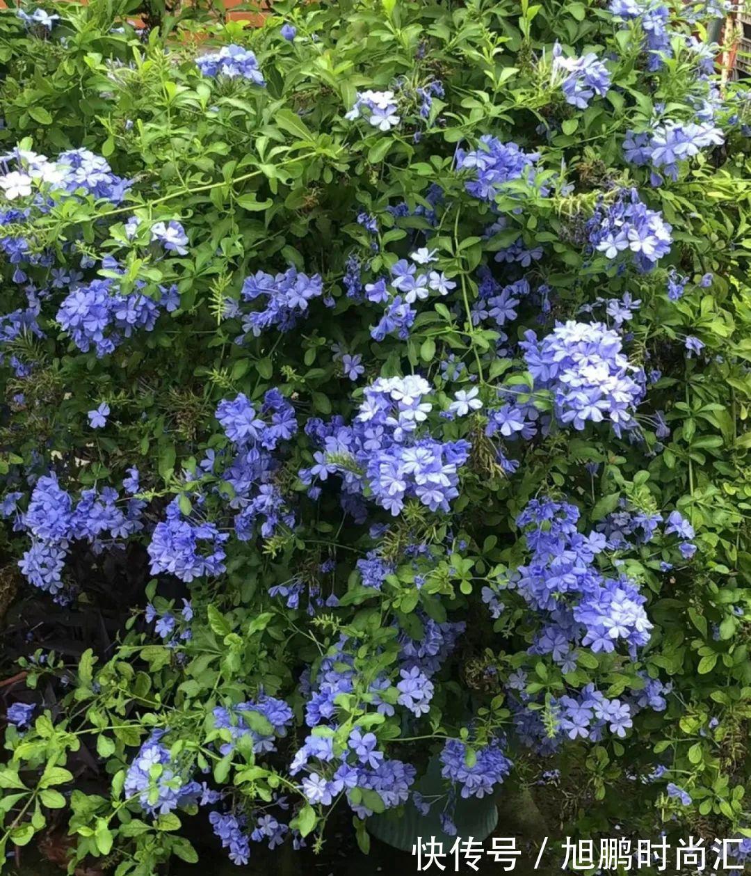 30种夏天花，热不死、晒不死，大半年都开花，还没病虫害