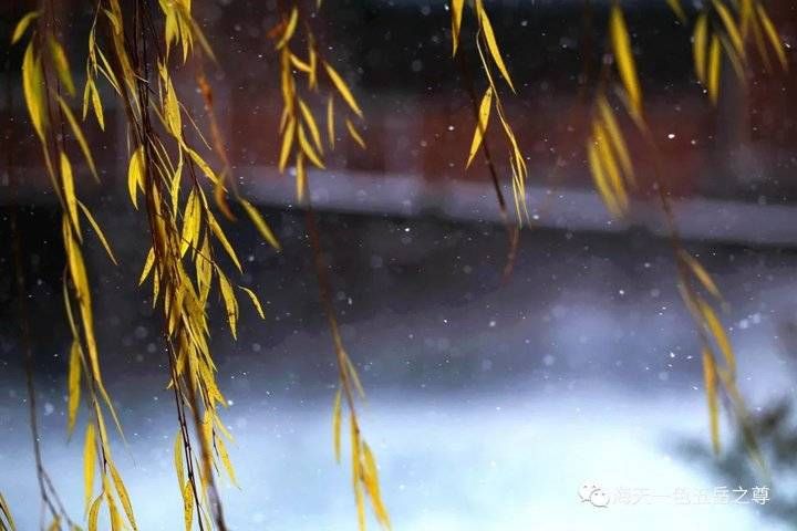 百脉泉|雪泉共舞，百脉氤氲：泉城第一场雪，百脉泉飞花穿庭，盛雪芳华