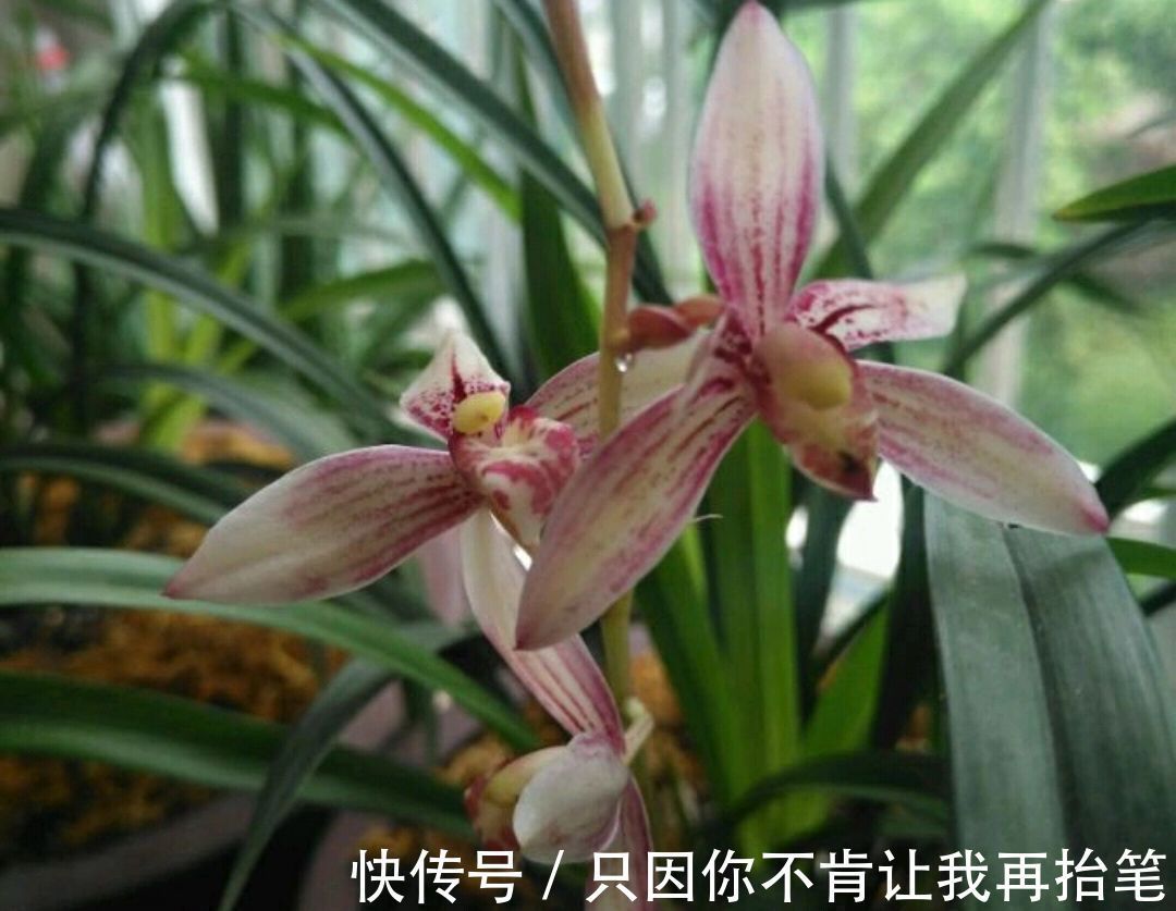 养护|养兰花要注意秋老虎，一不小心根部就发黑，发黑原因和解决方法