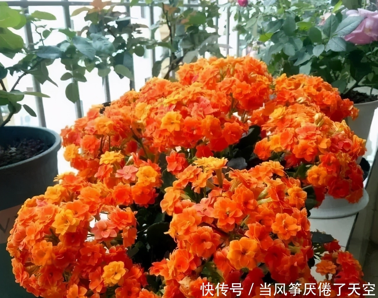 室内办公桌上常养的5种花,耐阴耐旱适合懒人,还能缓解疲劳