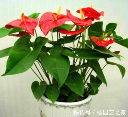 撑爆|养红掌有“3不能”,做好根系撑爆盆,叶片绿油油,满盆全是花!