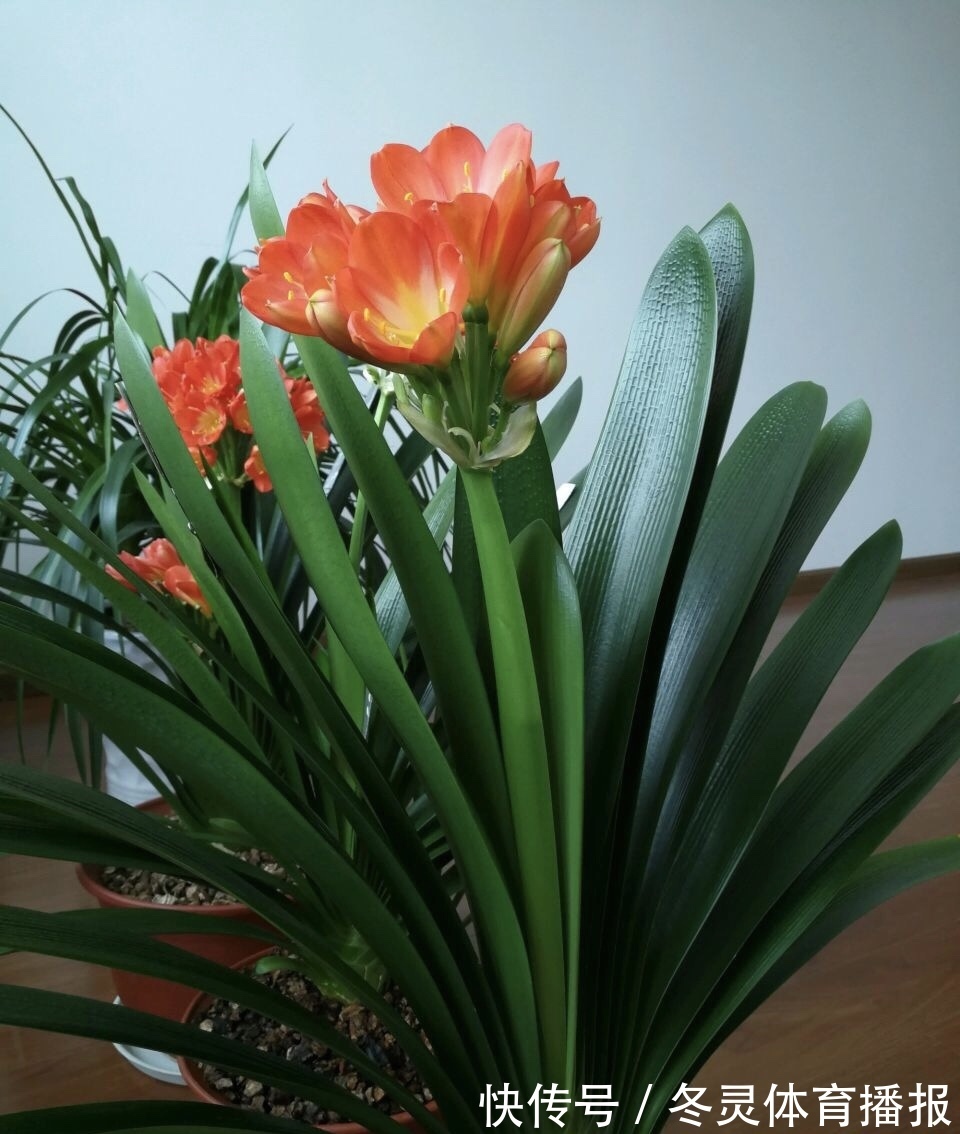 她养君子兰有3个“秘诀”,开春长满“花包子”,阳台变花园