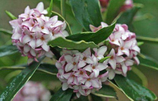 几款花卉好养易打理,花朵清新淡雅,养在家里优雅迷人