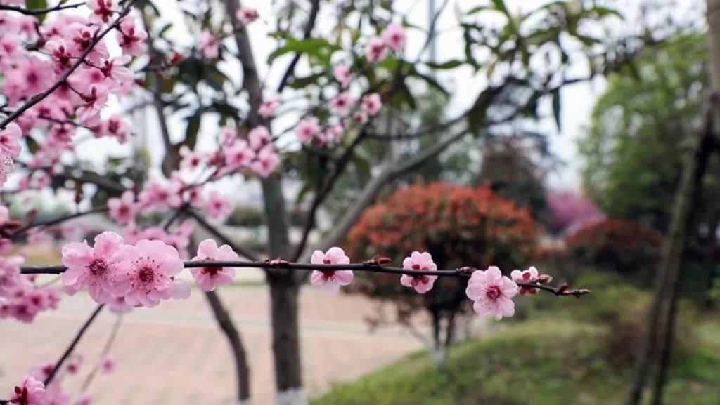 西湖管理区：枝头花开 大地春来