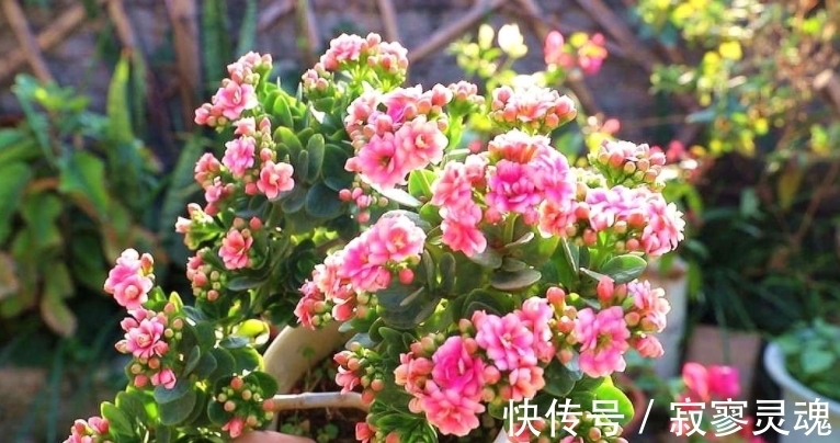 蟹爪兰|适合小盆栽种的这3样花卉,秋冬入手,正好方便春节赏花