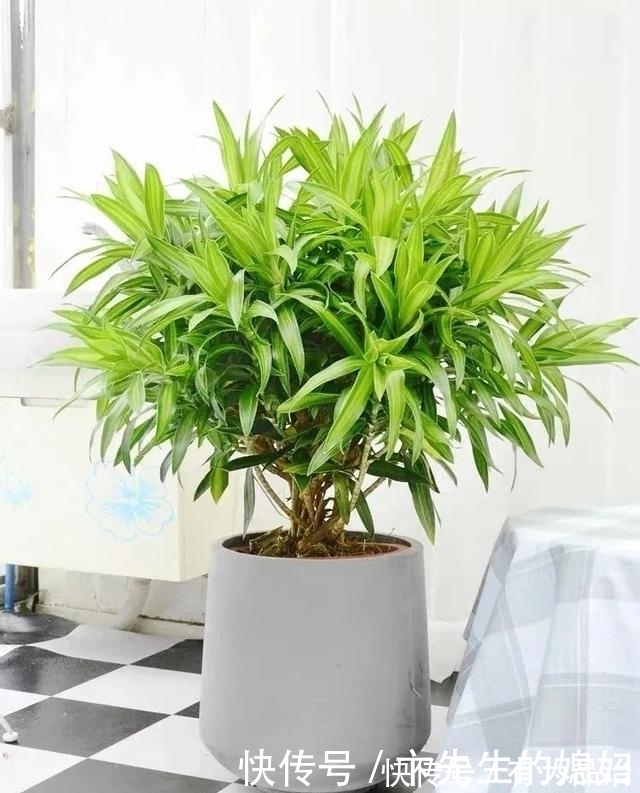 一种“吉祥竹”,清新典雅寓意好,家里养几盆,镇宅化煞保平安
