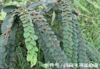 鳞片|农村有种草长得很奇特,身上长有“鳞片”,泡酒后有活血化瘀功效