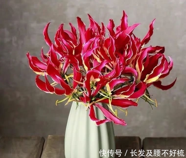 株形|六月养这四种花正合适，不怕热、不怕晒，越热越开花，繁花满枝，漂亮极了