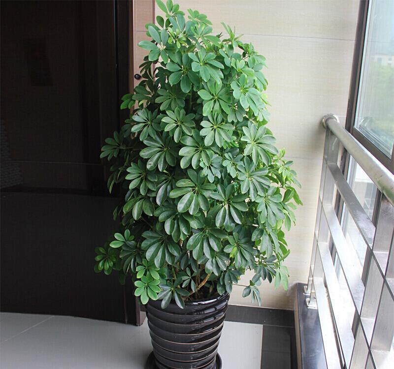 春羽|种健康花，家里养一盆，格调高寿命长，干净，健康，运气好