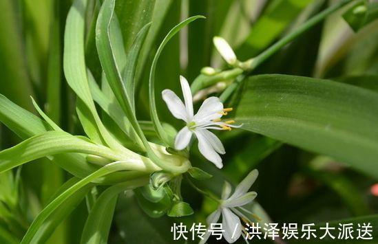 最适合新手养的4种花,沾土就能活,开花就爆盆,不易生病好养护