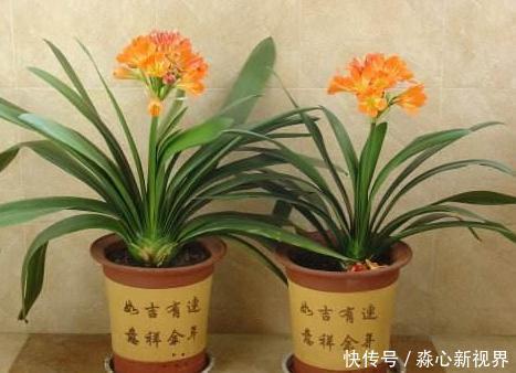 养花挑盆很关键摸清6种材质的优劣,轻松选好花草的''新家''