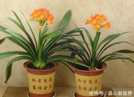 养花挑盆很关键摸清6种材质的优劣，轻松选好花草的''新家''