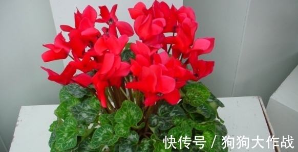 养花期间杀菌消毒用什么好？有厨房常见物大蒜、小苏打就够了