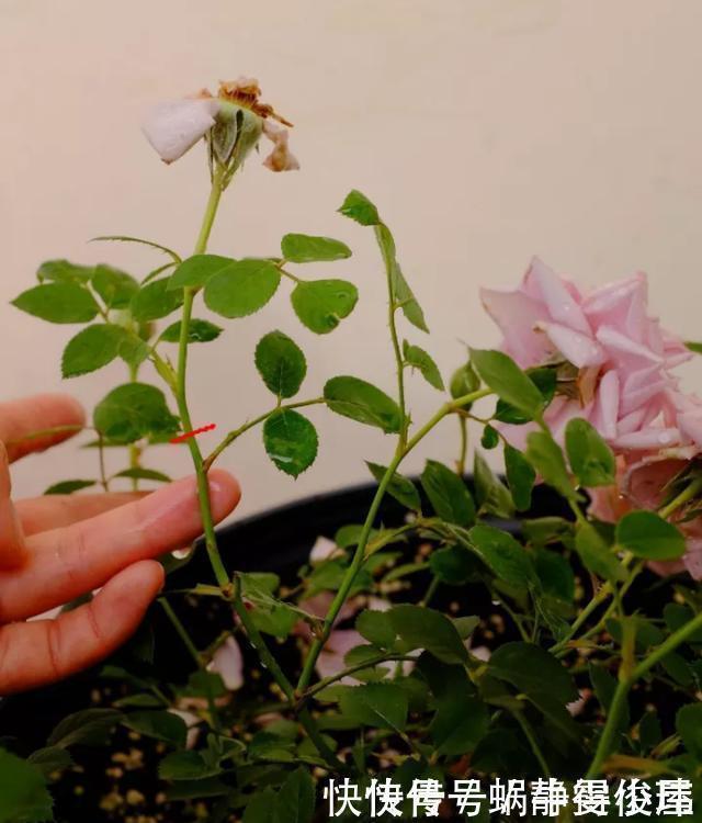 修剪|月季开完花,这样一处理,2周以后花芽“嘟嘟冒”,花朵开爆