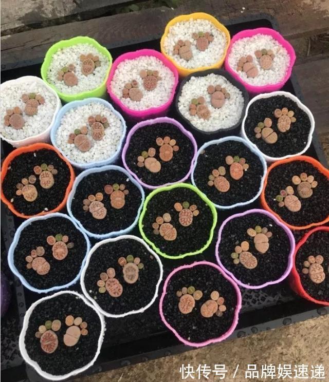 多肉拼盘玩一次就上瘾,这些创意拼法,你一定喜欢