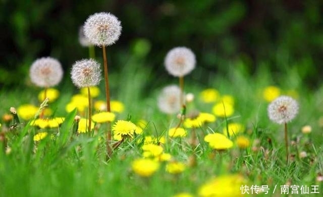 水葫芦|农村这5种野花太漂亮,能当美食能入药,农村孩子看看你还记得吗