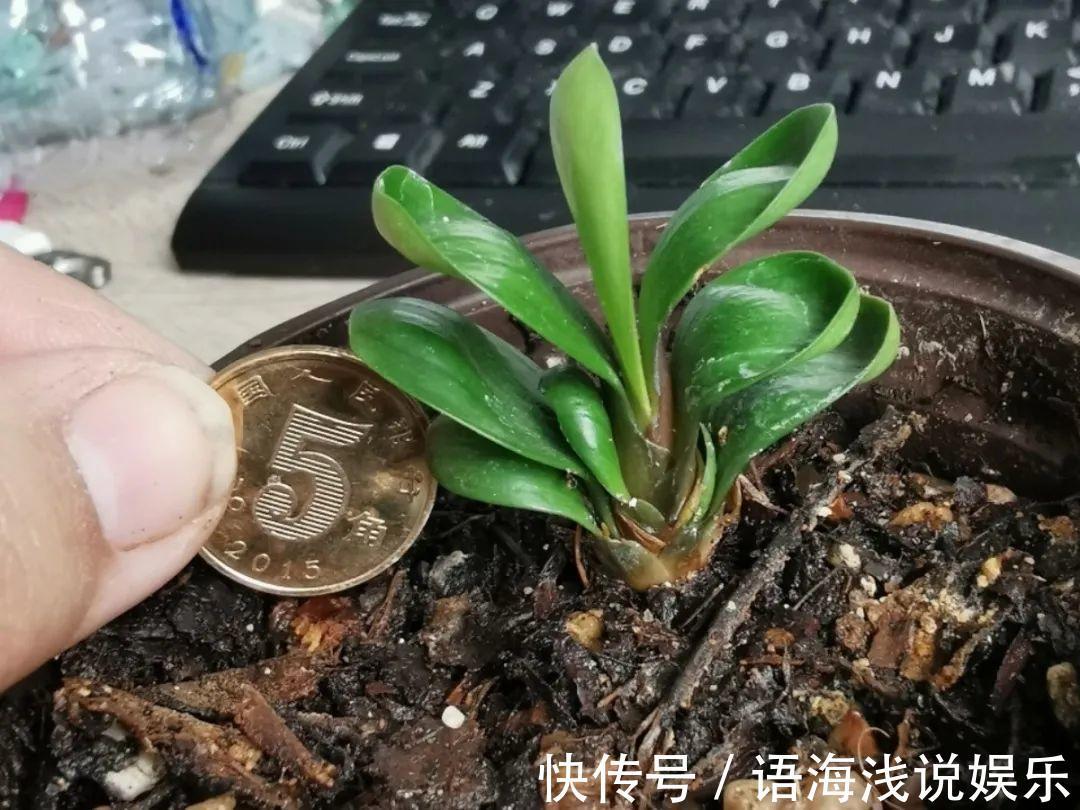 君子兰越小越值钱,养了4年,只有硬币大!