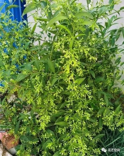 室内养花“黑名单列表”,早该搬出去,还你干净卫生的空气