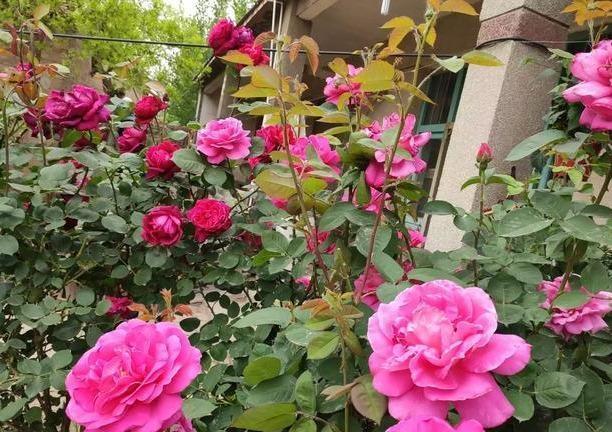 月季养成“传家宝”，就靠几个“要诀”，无病无灾开成“大牡丹”