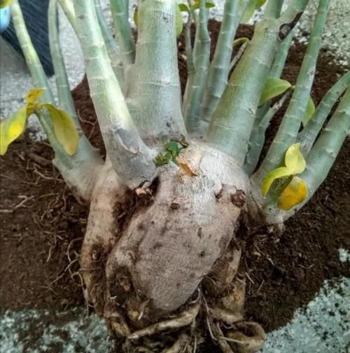 5种花，就得小盆养，花盆越小，长得越旺