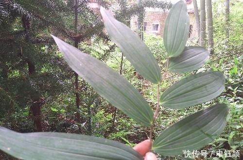 农村|农村山坡下一种野草,城里卖到25元一斤,煲汤最佳材料之一!