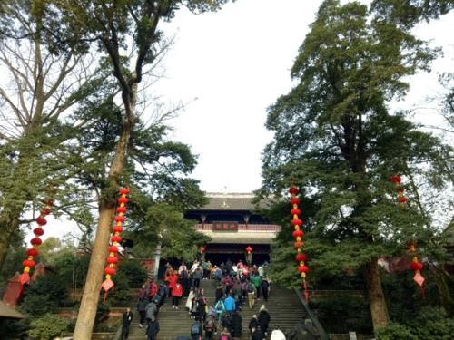 李花|成都近郊游最火的4个景点，春节游客非常多，你去了几个？