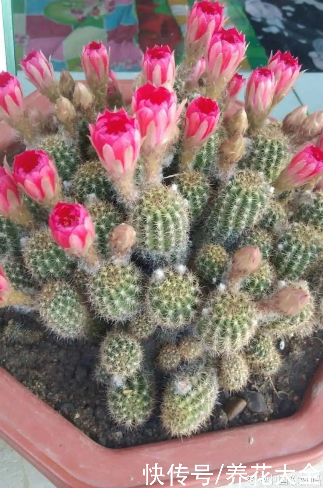 耐旱|10种“养不死”的花，绿萝只能排最后一名，养死3种以上的举手