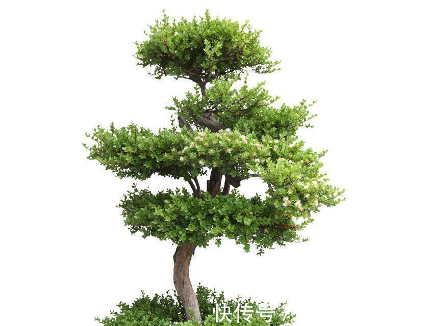 关于盆景的,3大误区,走出误区养出精品盆景